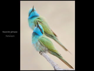 Separate glimpse - Naharayim 