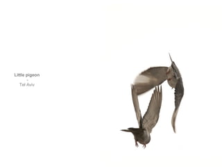 Little pigeon - Tel Aviv  