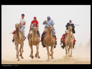 Camel Race  – Arad 