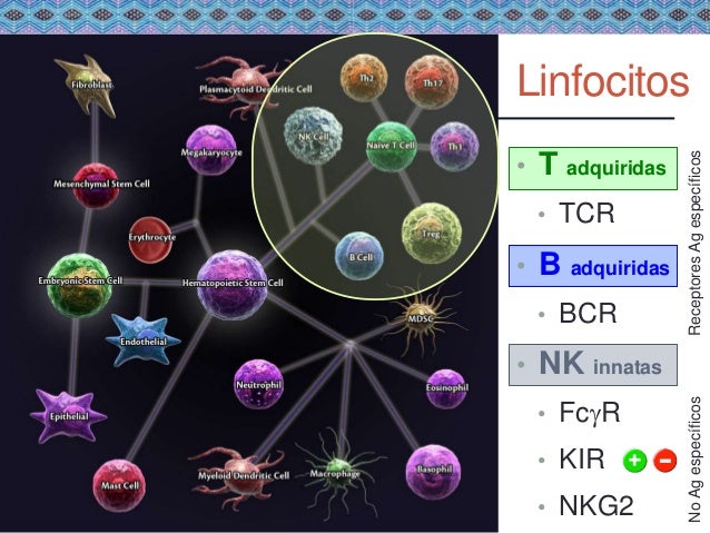 Células innatas linfoides en enfermedades alérgicas. Prof. Ortega Mar…