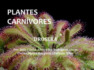 PLANTES
CARNÍVORES

               DROSERA
 Per: Júlia Filella, Alexandra Rodríguez, Lucas
   Pinilla, Mateu Busquets i Guillem Vilar
 