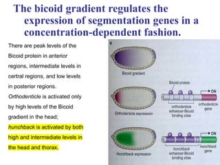 DROSO.pptx drosophilia for molecular genetics | PPTX