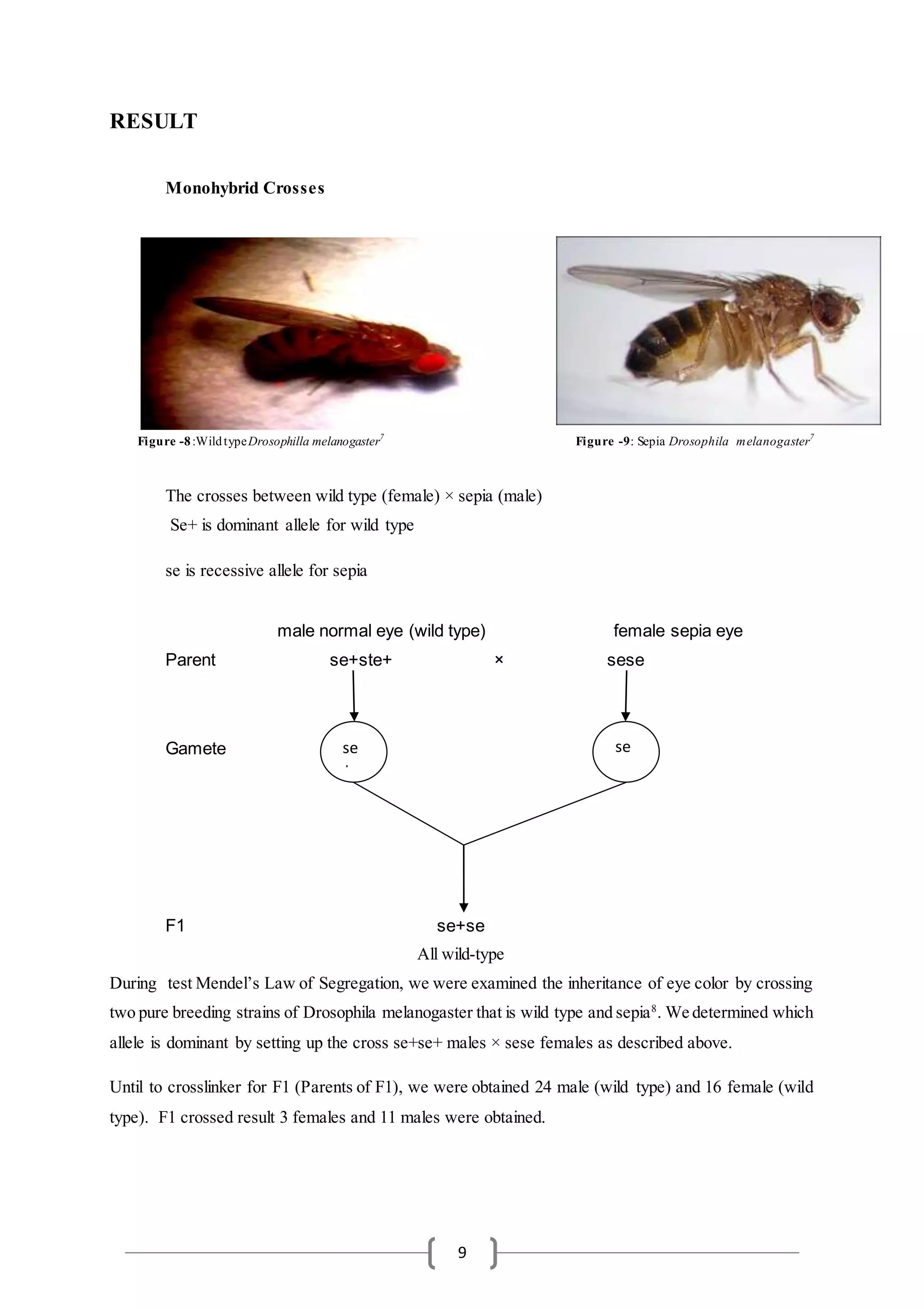 9
RESULT
Monohybrid Crosses
Figure -8:WildtypeDrosophilla melanogaster7
Figure -9: Sepia Drosophila melanogaster7
The crosses between wild type (female) × sepia (male)
Se+ is dominant allele for wild type
se is recessive allele for sepia
male normal eye (wild type) female sepia eye
Parent se+ste+ × sese
Gamete
F1 se+se
All wild-type
During test Mendel’s Law of Segregation, we were examined the inheritance of eye color by crossing
two pure breeding strains of Drosophila melanogaster that is wild type and sepia8
. We determined which
allele is dominant by setting up the cross se+se+ males × sese females as described above.
Until to crosslinker for F1 (Parents of F1), we were obtained 24 male (wild type) and 16 female (wild
type). F1 crossed result 3 females and 11 males were obtained.
se
+
se
 