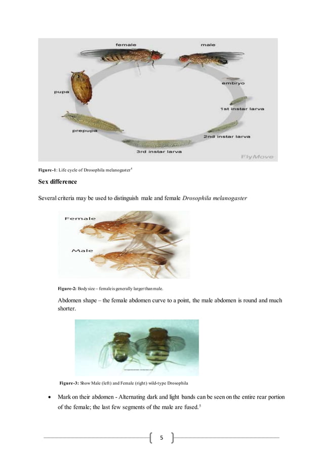 Drosophila Laboratory Report 1 PDF