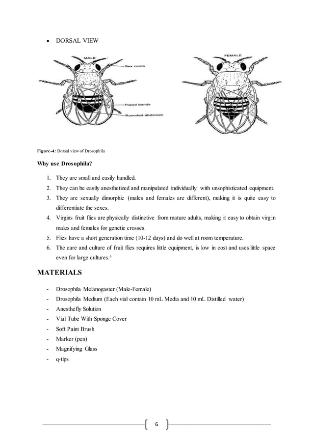 Drosophila Laboratory Report 1 PDF