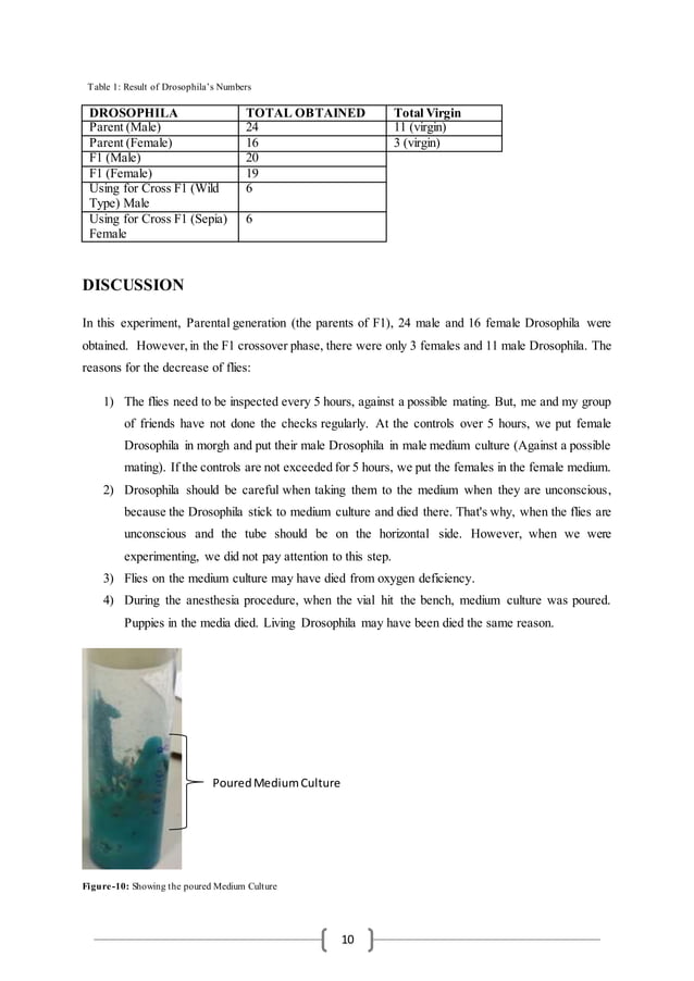 Drosophila Laboratory Report 1