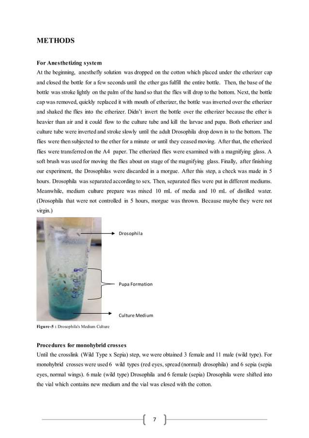 Drosophila Laboratory Report 1