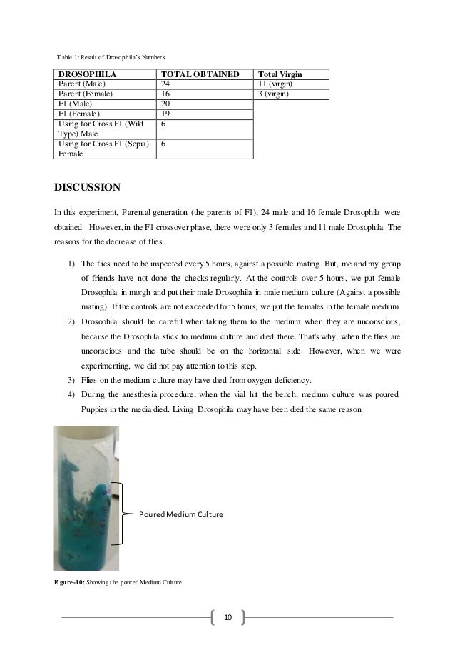 Drosophila Laboratory Report 1