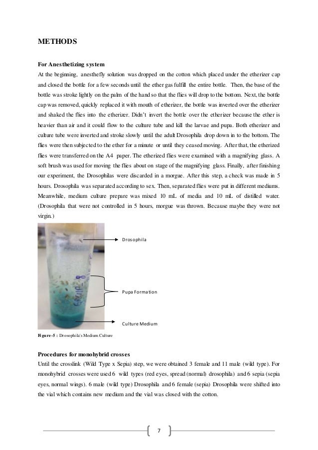 Drosophila Laboratory Report 1