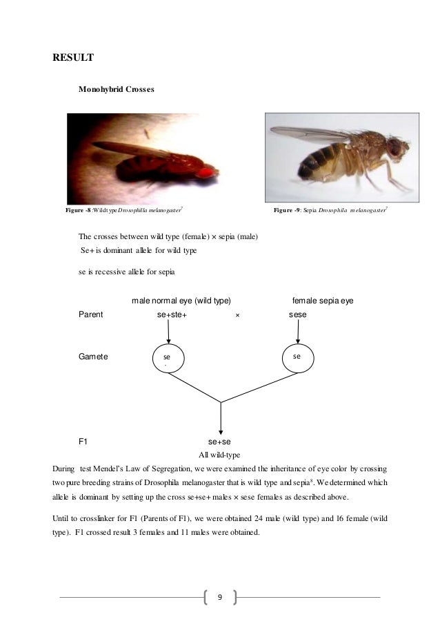 Drosophila Laboratory Report 1