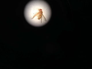 Drosophila Photos