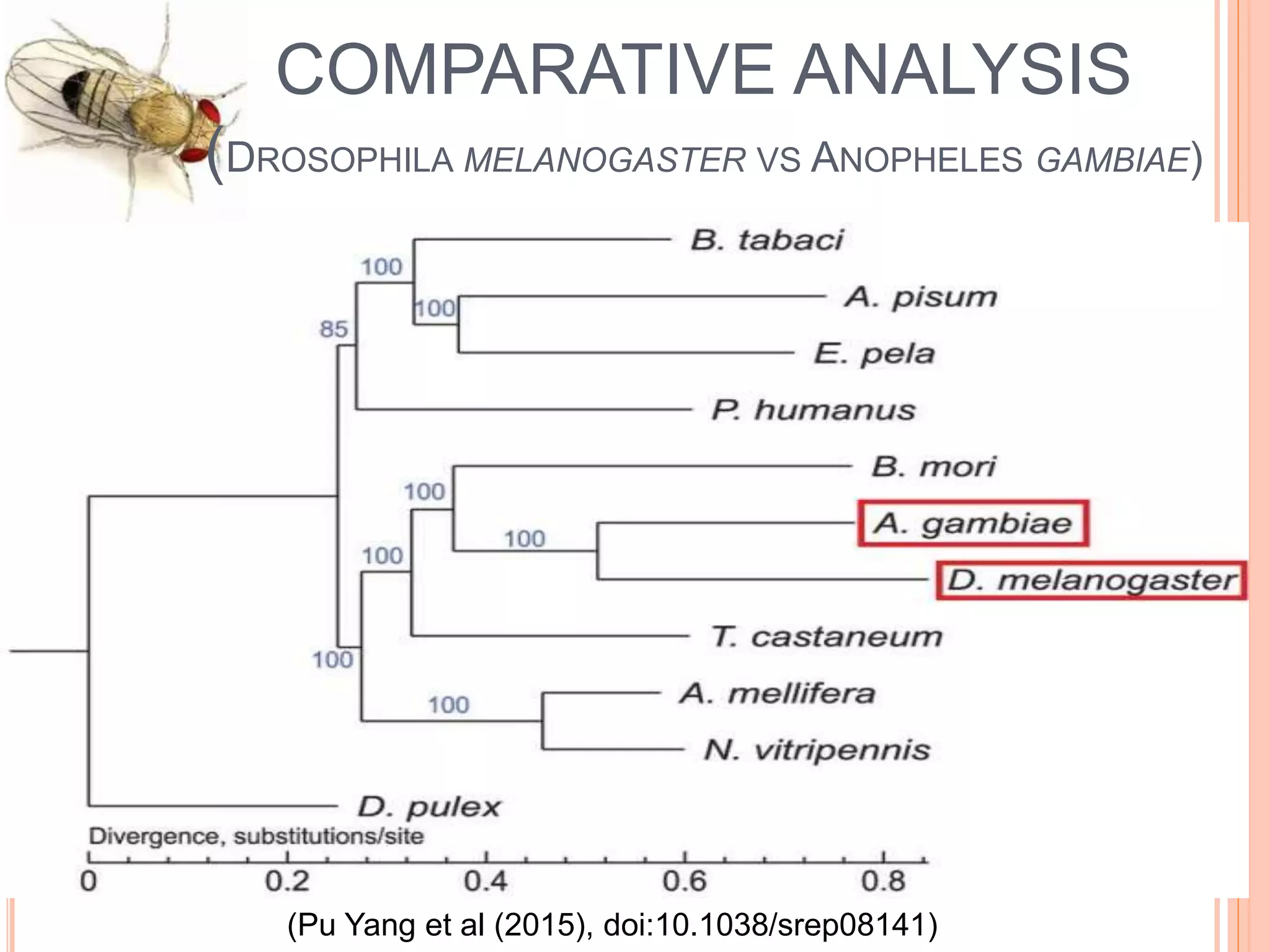 Drosophila melanogaster (genome analysis) | PPTX