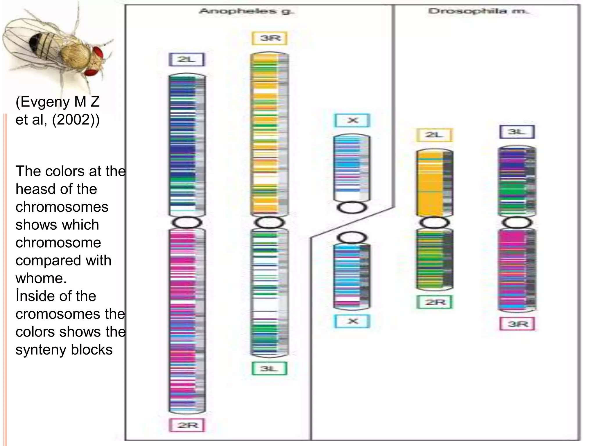 Drosophila melanogaster (genome analysis) | PPTX