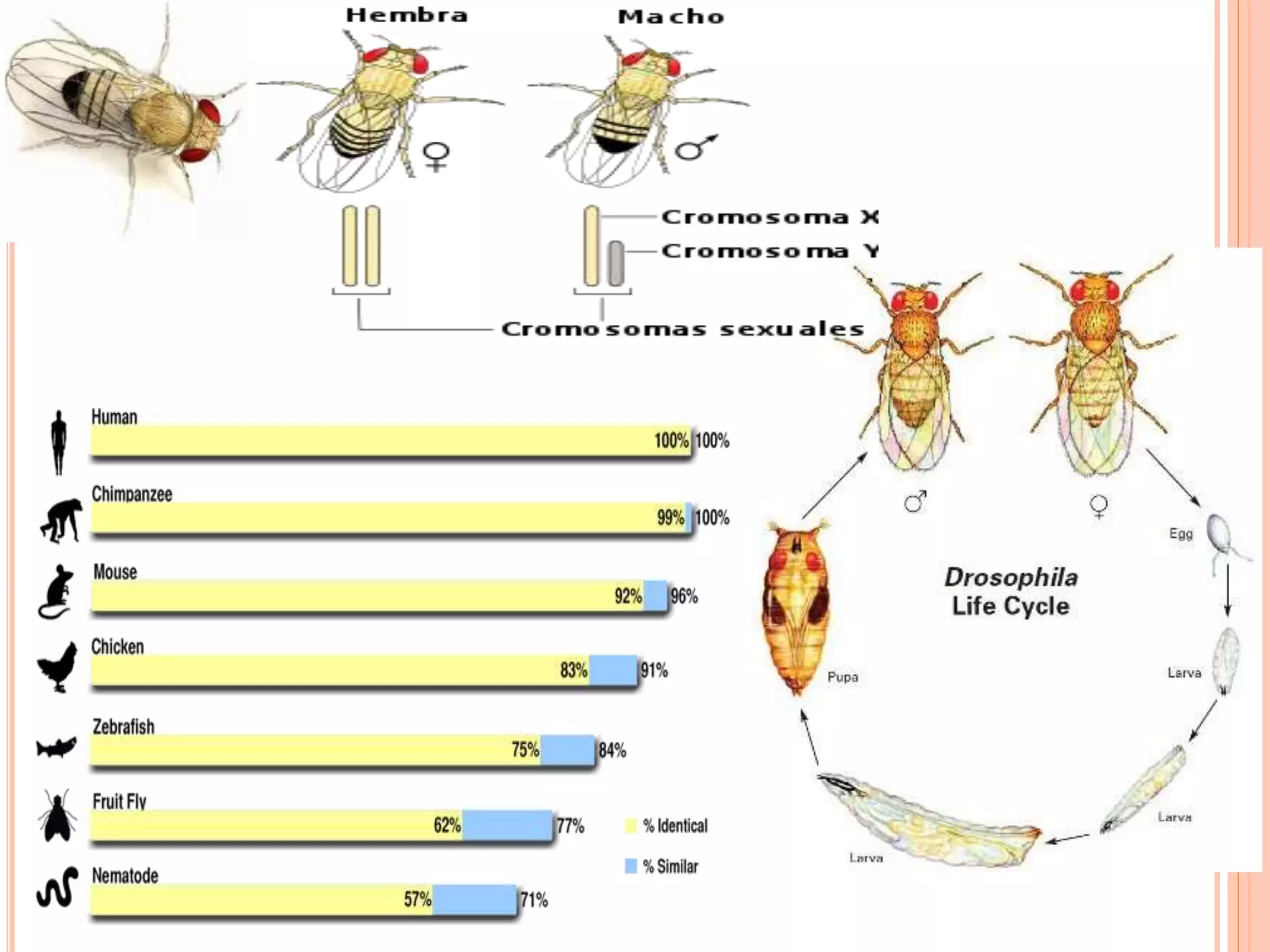 Drosophila melanogaster (genome analysis) | PPTX