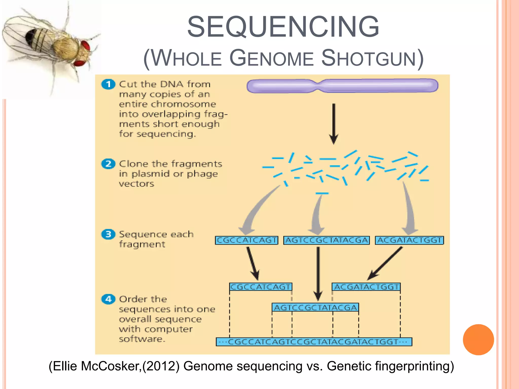 Drosophila melanogaster (genome analysis) | PPTX
