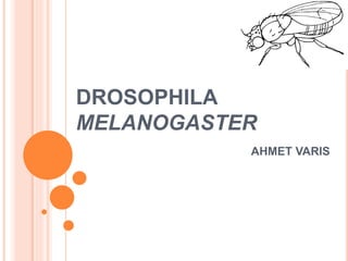 Drosophila melanogaster (genome analysis) | PPTX