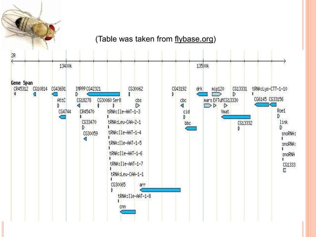 Drosophila melanogaster (genome analysis) | PPTX | Genetics | Science