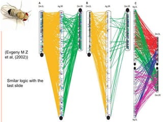 Drosophila melanogaster (genome analysis) | PPTX