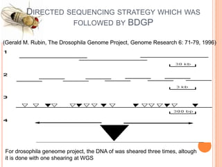 Drosophila melanogaster (genome analysis) | PPTX