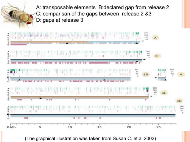 Drosophila melanogaster (genome analysis) | PPTX | Genetics | Science