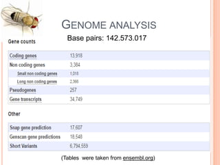 Drosophila melanogaster (genome analysis) | PPTX