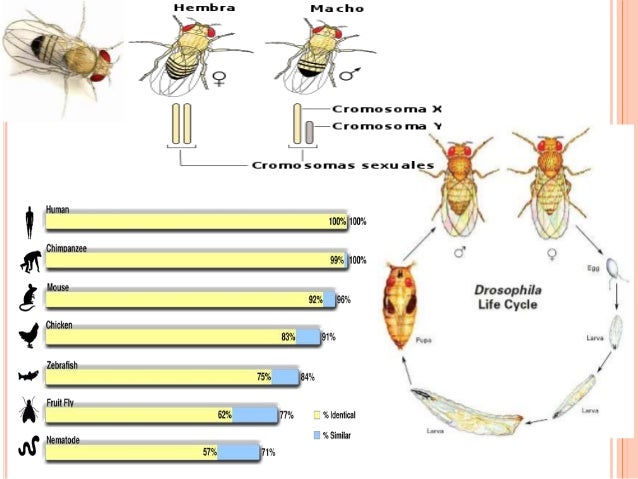 Drosophila melanogaster (genome analysis) gene vs dna vs rna diagram 