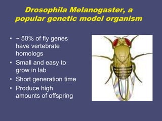 drosophila1234444444444555555566666.pptx
