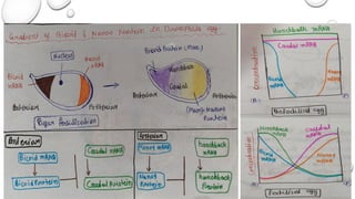 Comprehensive Study on Drosophila Development and Genetics in Cell ...