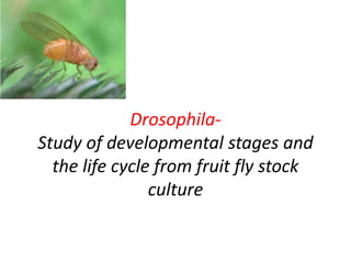 Drosophila-
Study of developmental stages and
the life cycle from fruit fly stock
culture
 