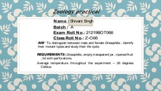Zoology practical
Name : S
hivani S
ingh
Batch : A
Exam Roll No.: 21219BOT066
Class Roll No.: Z-O66
AIM :To distinguish between male and female Drasophilia , identify
their mutant types and study their life cycle.
REQUIREMENTS: Drasophilia , empty transparent jar , ripened fruit
, lid with perforations.
Average temperature throughout the experiment – 26 degrees
Celsius.
 