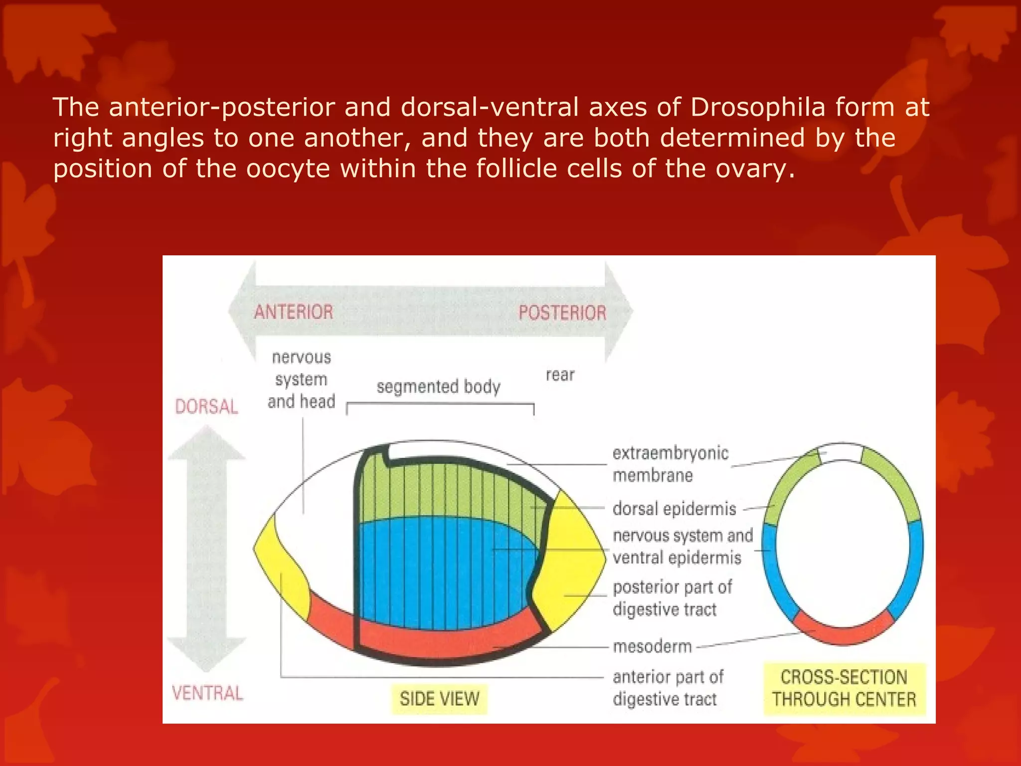 Drosophila development | PPT