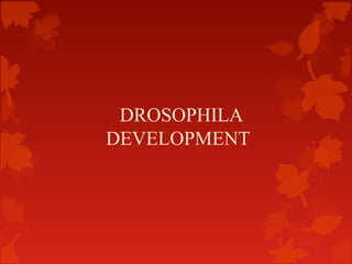 DROSOPHILA
DEVELOPMENT
 