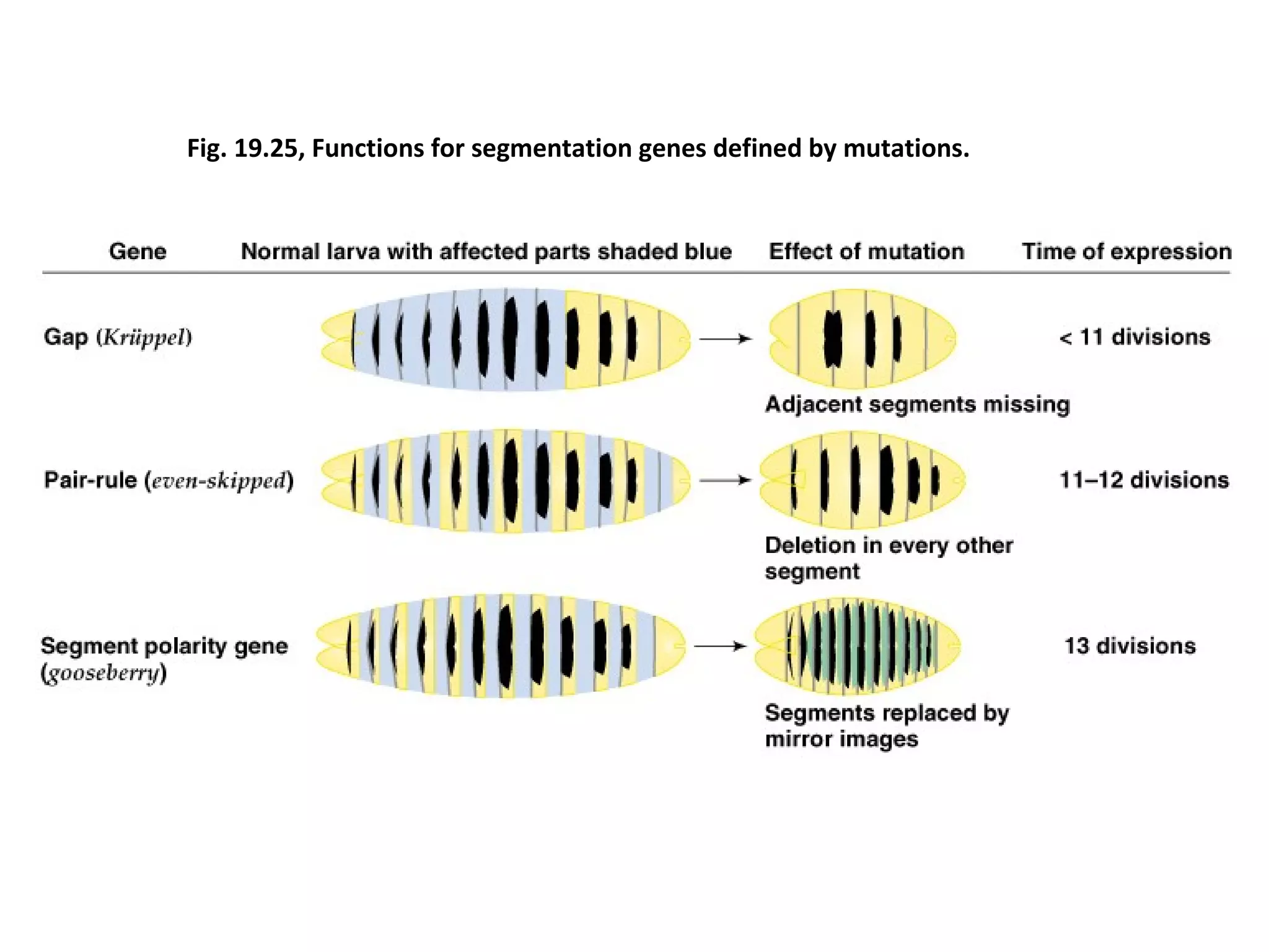 Drosophila Melanogaster Genome And its developmental process | PPT