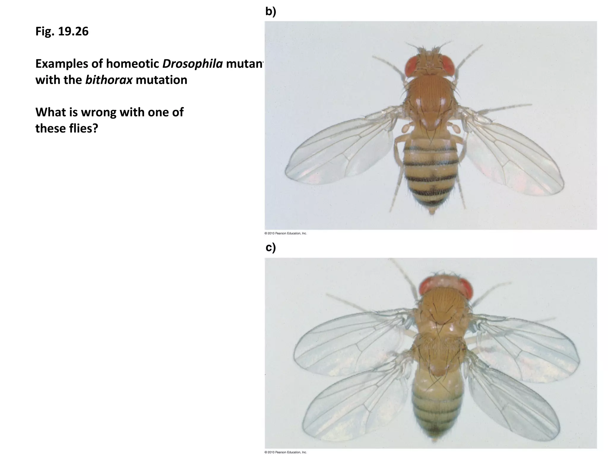 Drosophila Melanogaster Genome And its developmental process | PPT