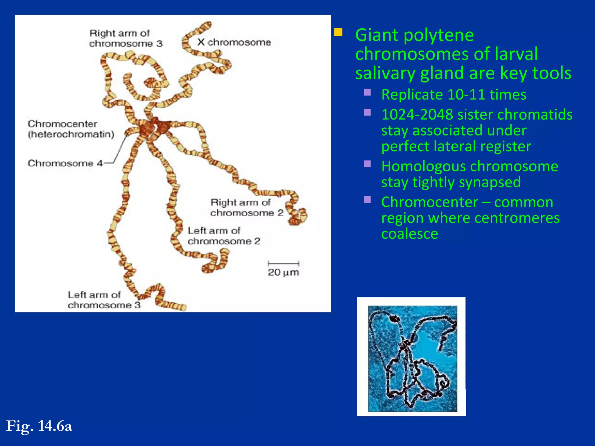 Drosophila Melanogaster Genome And its developmental process | PPT