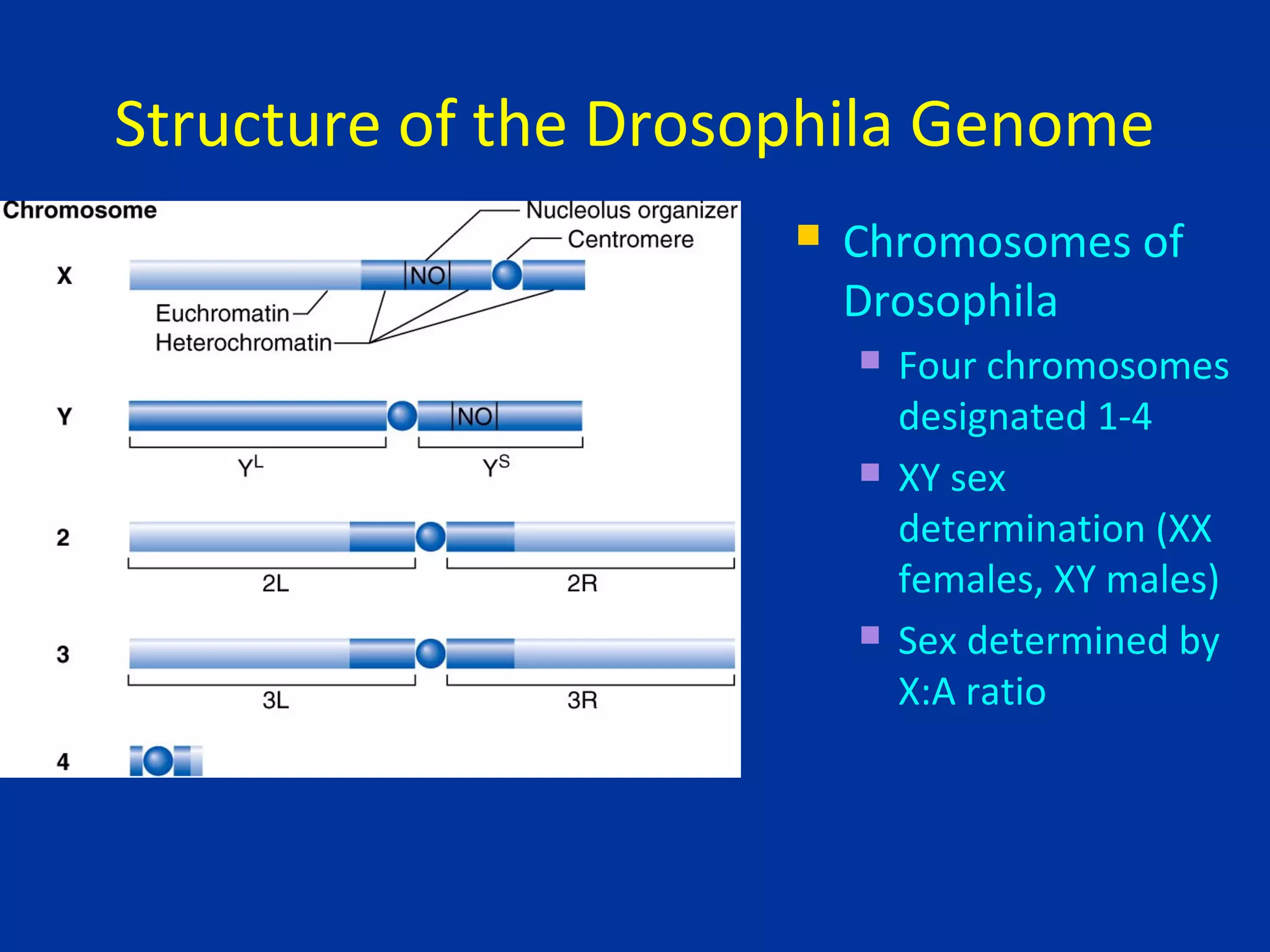 Drosophila Melanogaster Genome And its developmental process | PPT