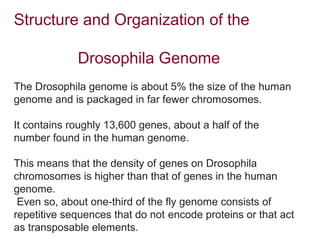 Drosophila Melanogaster Genome And its developmental process | PPT