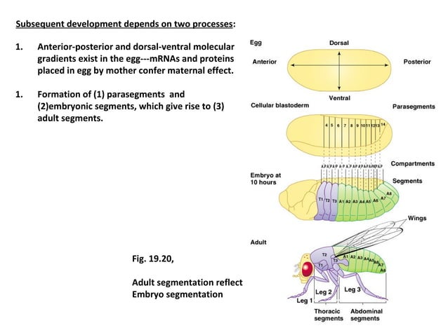 Drosophila Melanogaster Genome And its developmental process | PPT ...