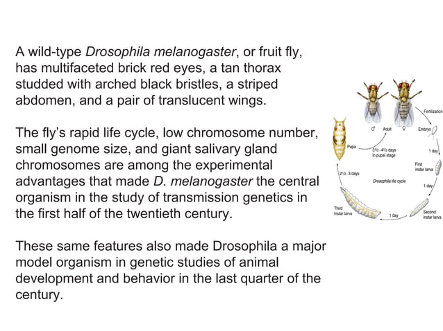 Drosophila Melanogaster Genome And its developmental process | PPT ...