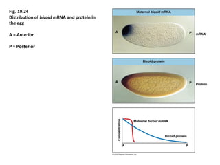 Drosophila Melanogaster Genome And its developmental process | PPT