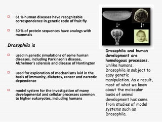 Drosophila Melanogaster Genome And its developmental process | PPT