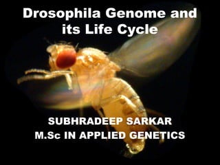Drosophila Genome and
its Life Cycle
SUBHRADEEP SARKAR
M.Sc IN APPLIED GENETICS
 