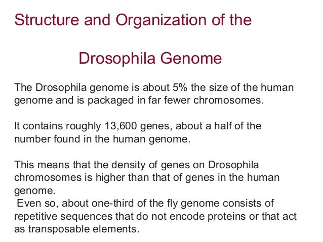 Drosophila Genome | Genetics on the Fly: A Primer on the Drosophila ...