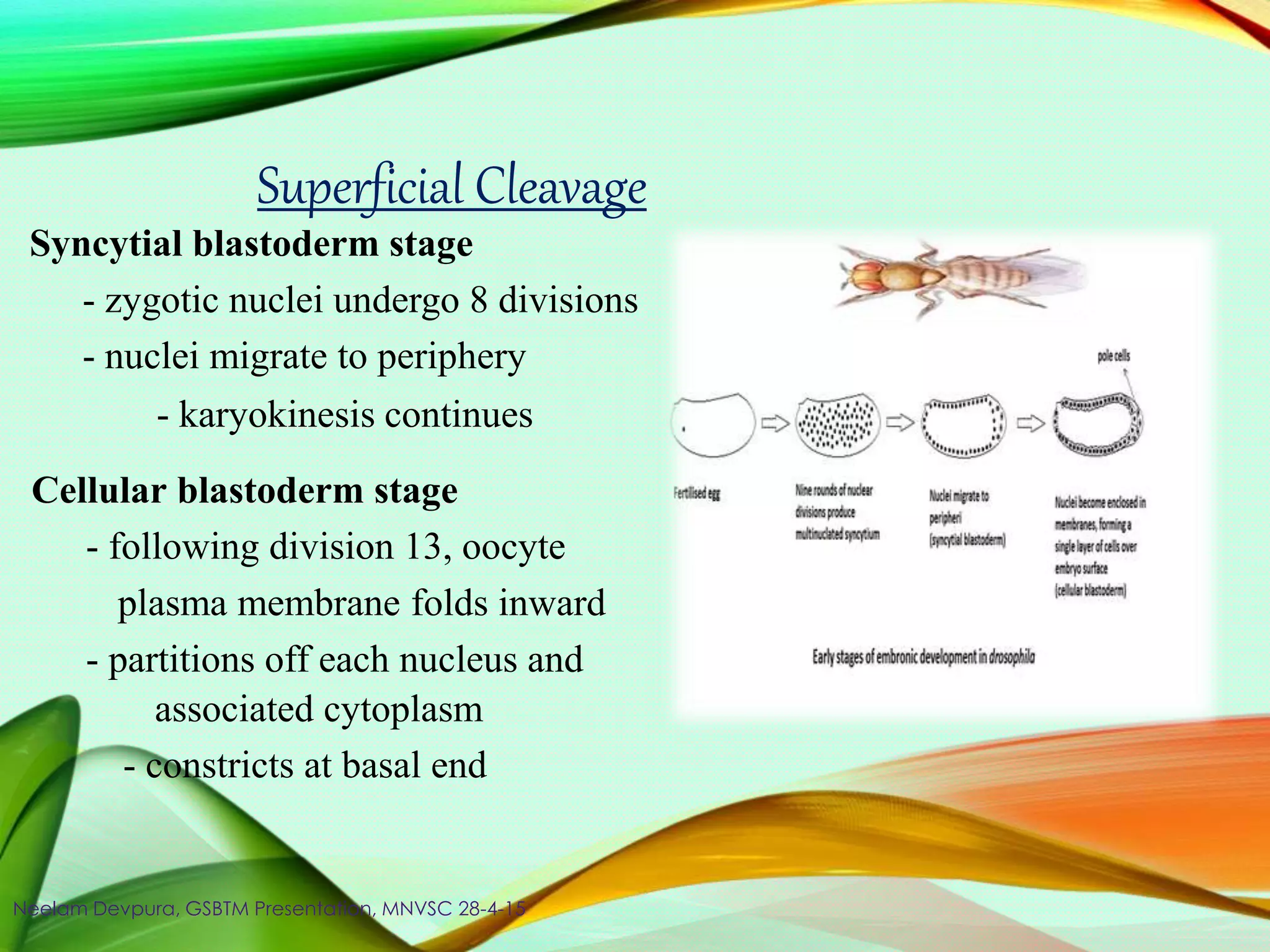 Superficial Cleavage
Syncytial blastoderm stage
- zygotic nuclei undergo 8 divisions
- nuclei migrate to periphery
- karyokinesis continues
Cellular blastoderm stage
- following division 13, oocyte
plasma membrane folds inward
- partitions off each nucleus and
associated cytoplasm
- constricts at basal end
Neelam Devpura, GSBTM Presentation, MNVSC 28-4-15
 