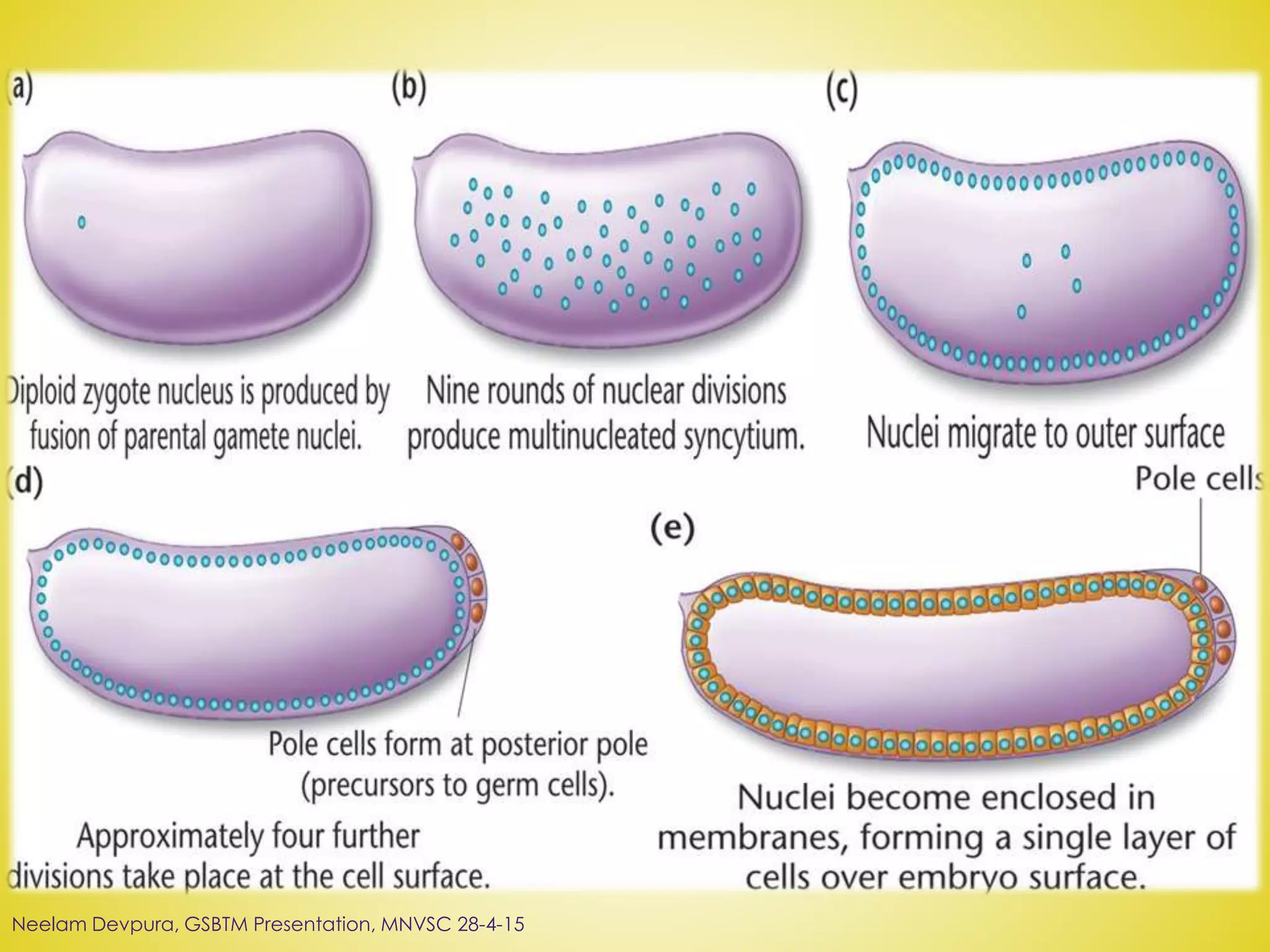 Neelam Devpura, GSBTM Presentation, MNVSC 28-4-15
 