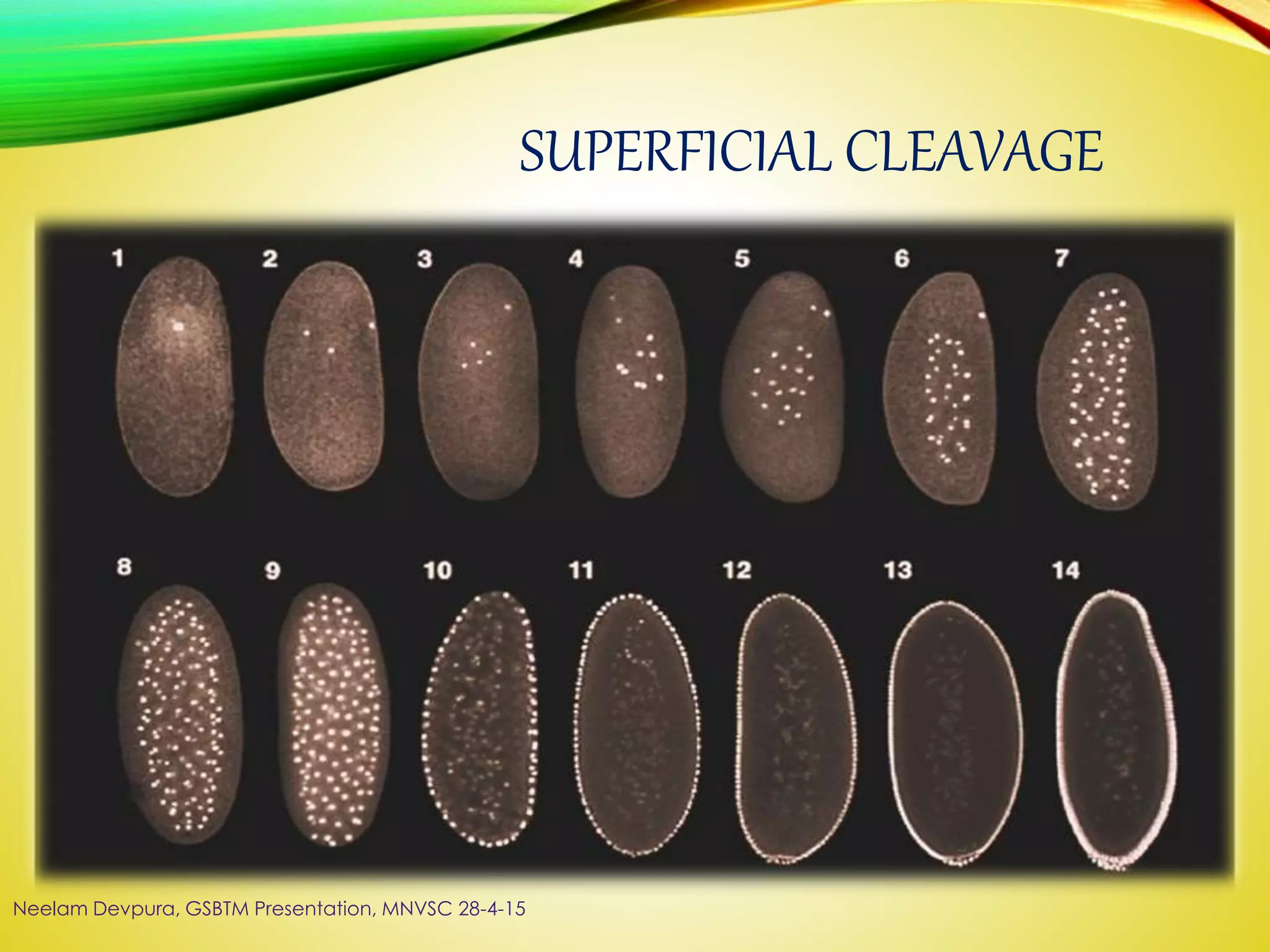 SUPERFICIAL CLEAVAGE
Neelam Devpura, GSBTM Presentation, MNVSC 28-4-15
 