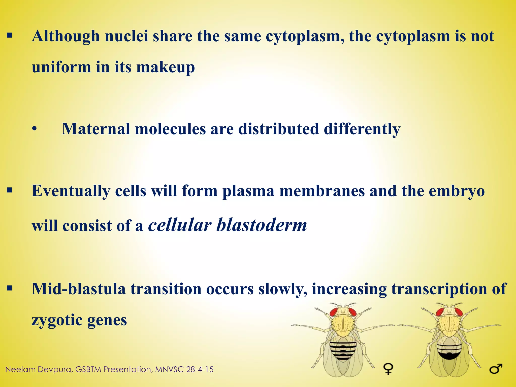  Although nuclei share the same cytoplasm, the cytoplasm is not
uniform in its makeup
• Maternal molecules are distributed differently
 Eventually cells will form plasma membranes and the embryo
will consist of a cellular blastoderm
 Mid-blastula transition occurs slowly, increasing transcription of
zygotic genes
Neelam Devpura, GSBTM Presentation, MNVSC 28-4-15
 