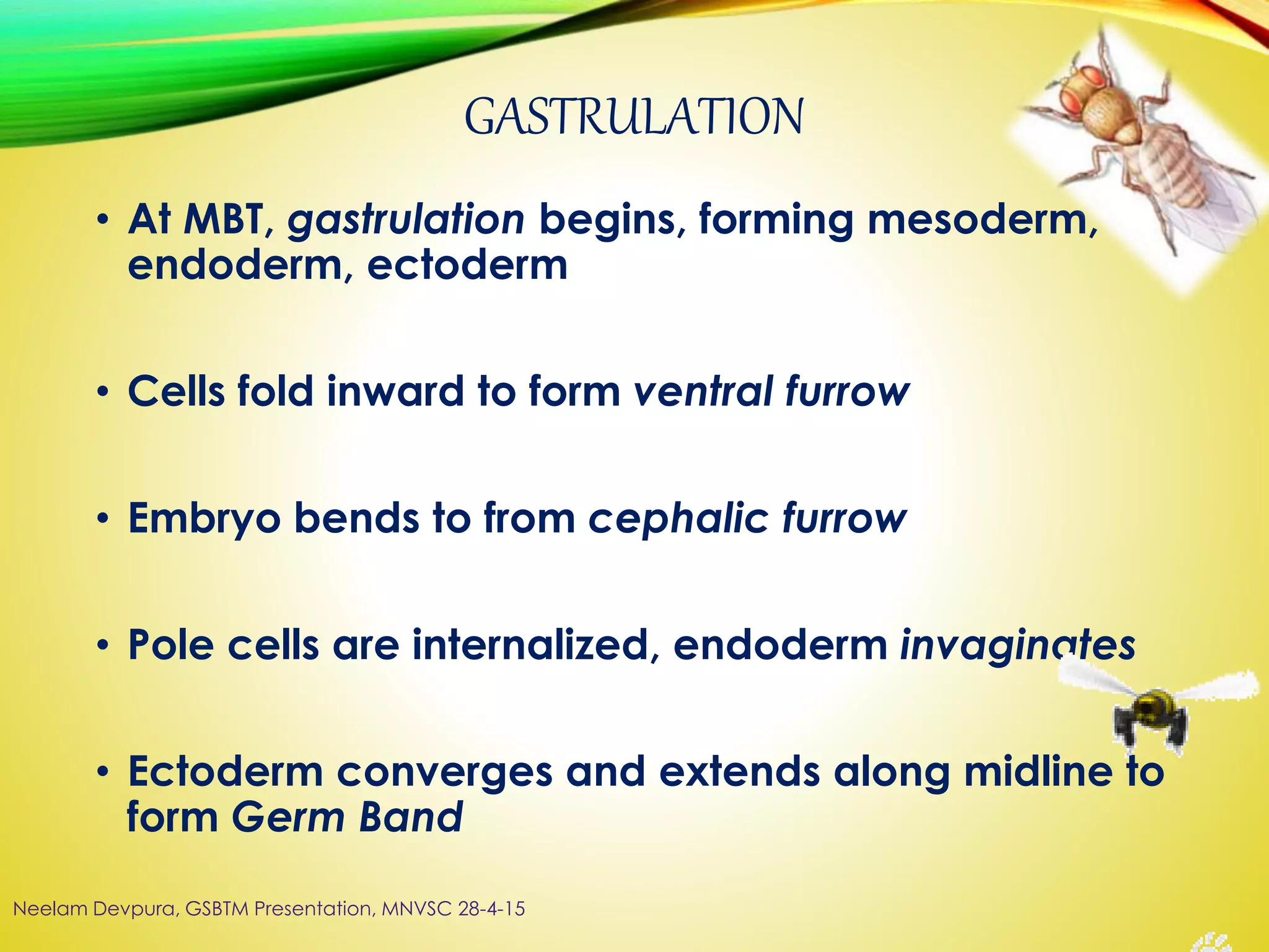 GASTRULATION
• At MBT, gastrulation begins, forming mesoderm,
endoderm, ectoderm
• Cells fold inward to form ventral furrow
• Embryo bends to from cephalic furrow
• Pole cells are internalized, endoderm invaginates
• Ectoderm converges and extends along midline to
form Germ Band
Neelam Devpura, GSBTM Presentation, MNVSC 28-4-15
 