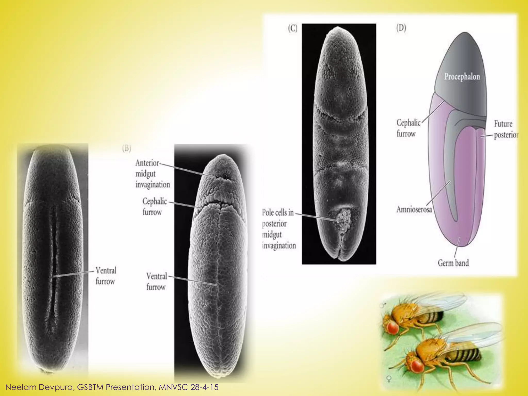 Neelam Devpura, GSBTM Presentation, MNVSC 28-4-15
 
