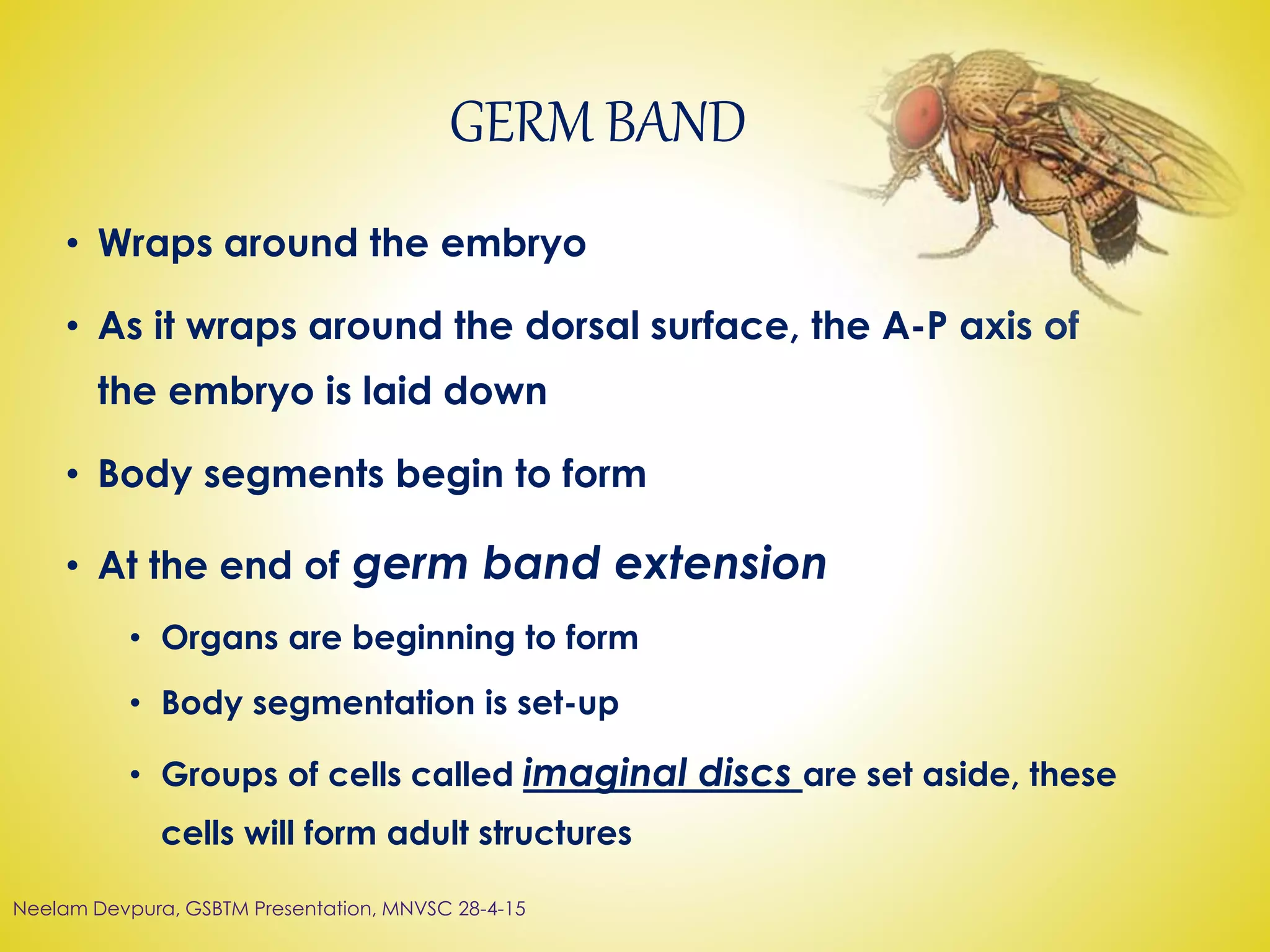 GERM BAND
• Wraps around the embryo
• As it wraps around the dorsal surface, the A-P axis of
the embryo is laid down
• Body segments begin to form
• At the end of germ band extension
• Organs are beginning to form
• Body segmentation is set-up
• Groups of cells called imaginal discs are set aside, these
cells will form adult structures
Neelam Devpura, GSBTM Presentation, MNVSC 28-4-15
 